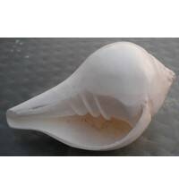 Bathing Conch Shell 4"-5"