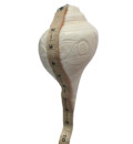 Large Blowing Conch Shell / Shankh 7.7\"+