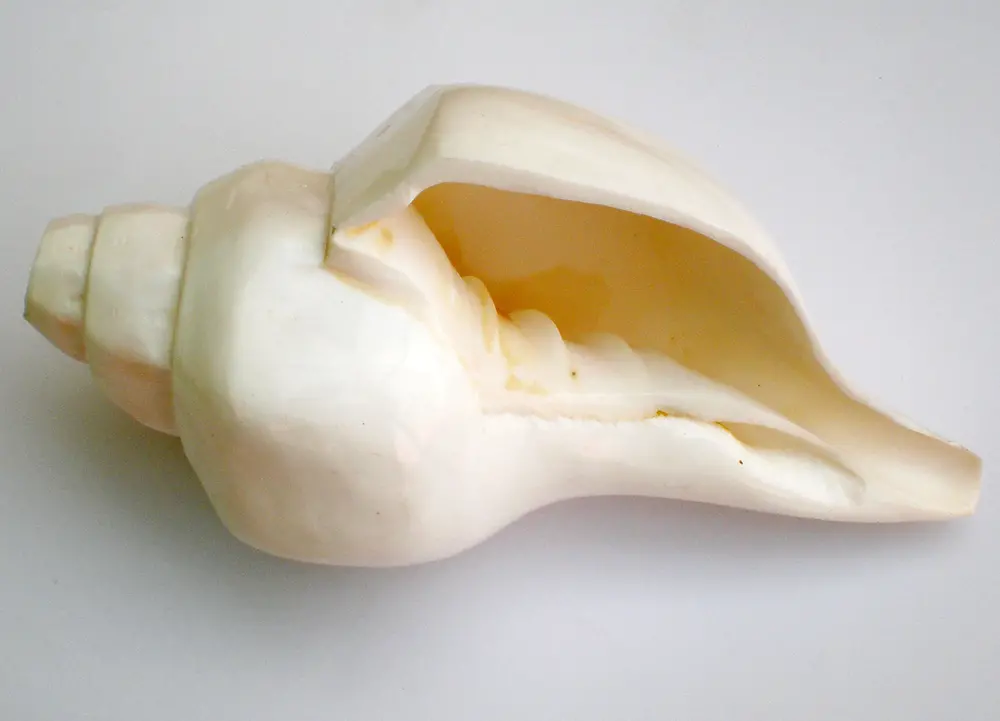Large Blowing Conch Shell (9\") -- Architectured