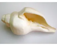 Large Blowing Conch Shell (9") -- Architectured Large Blowing Conch Shell (9") -- Architectured