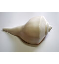 Large Lakshmi Bathing Conch Shell 9\"