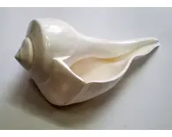 Large Lakshmi Bathing Conch Shell 9" Large Lakshmi Bathing Conch Shell 9"