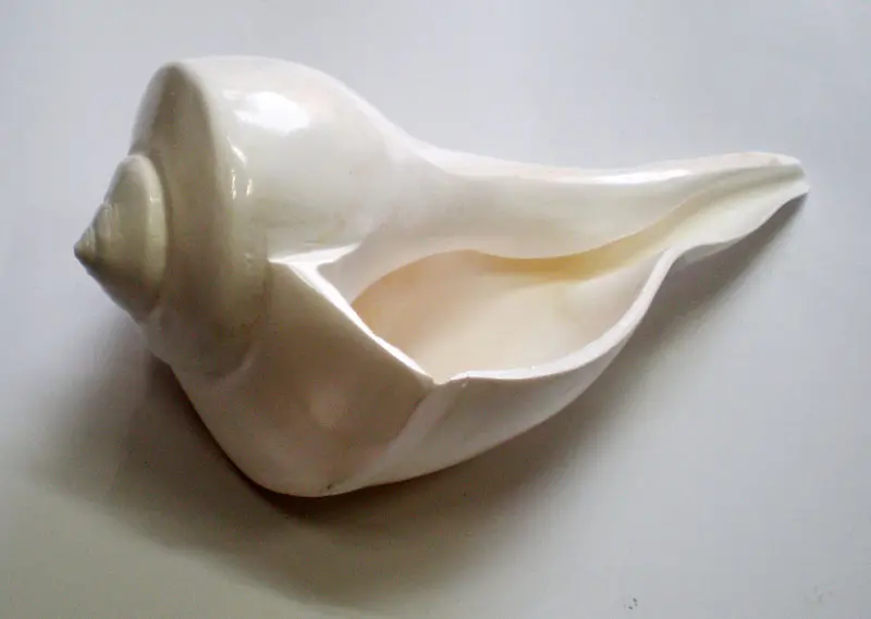 Large Lakshmi Bathing Conch Shell 9\"